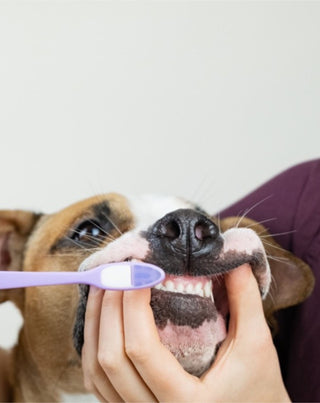 Pasta de dinți pentru câini cu cocos și banane neutralizează mirosul și îndepărtează tartrul Auna For Fauna 30 ml - 2