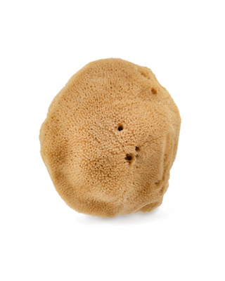 Burete natural de mare maro 9,5 cm 02F hipoalergenic și antibacterian Hhuumm - 3